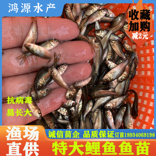 鲤鱼苗正宗建鲤淡水鱼塘养殖特大稻花鱼红尾鲤鱼鱼苗观赏红鲤鱼苗