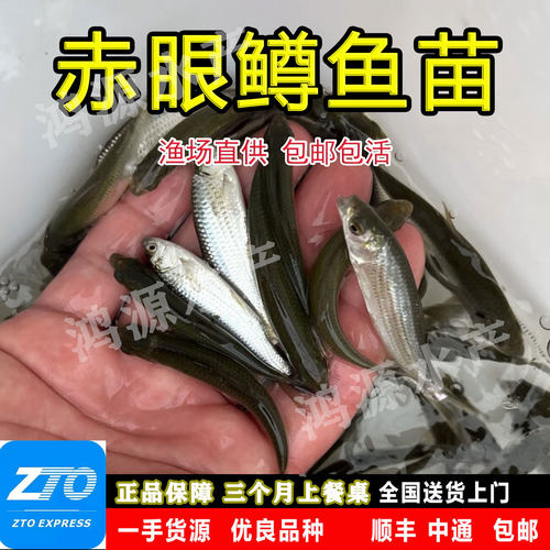 赤眼鳟鱼苗淡水养殖食用路亚鱼