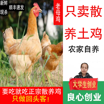 母鸡深山放养土鸡孕妇月子滋补