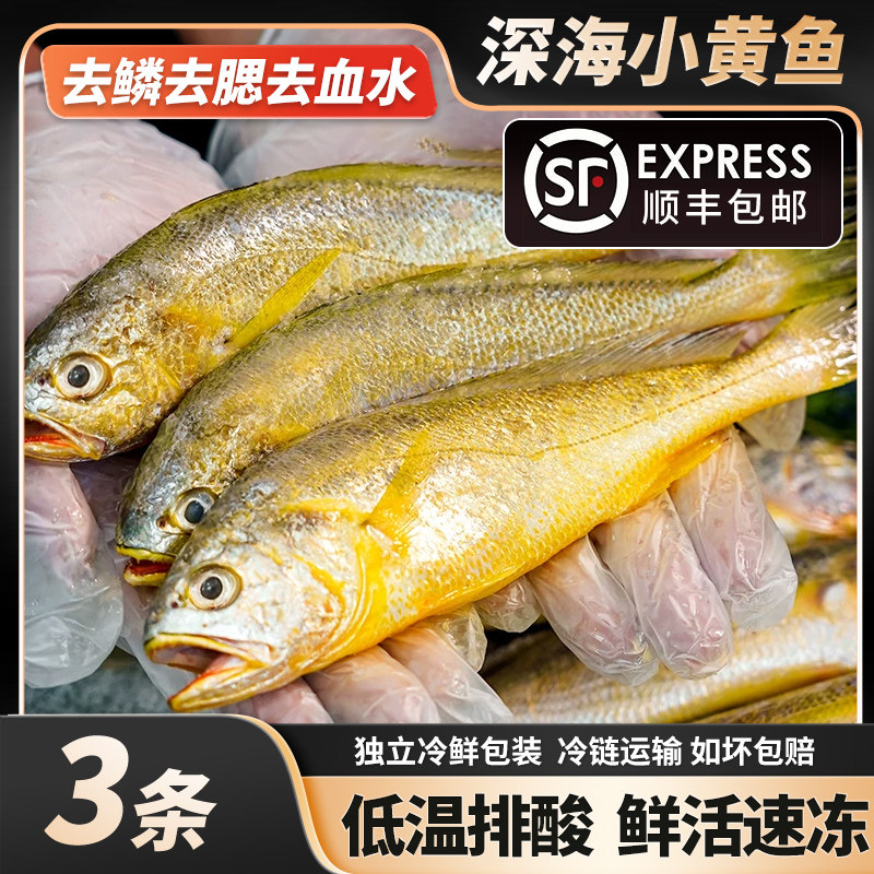 3条深海小黄鱼顺丰包邮野生海捕黄花鱼新鲜冷冻东海黄鱼鲜活海鲜