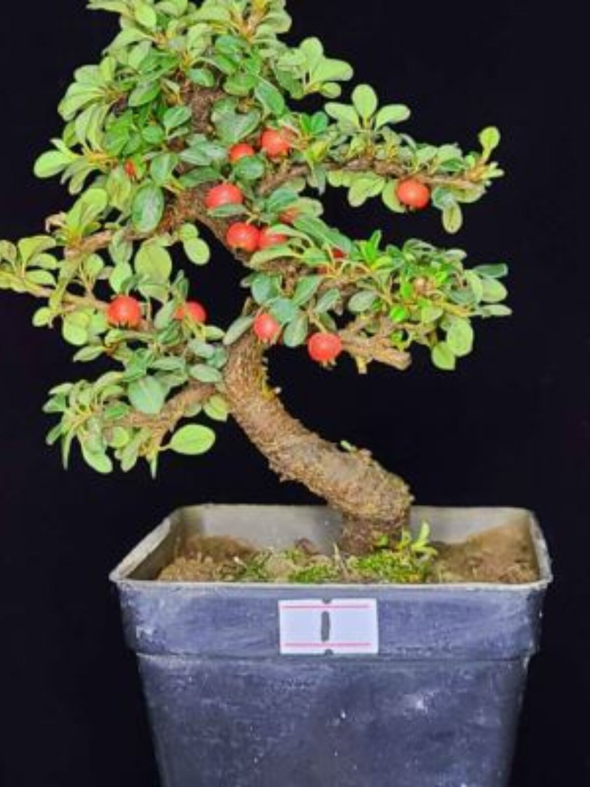 荀子红花白花老桩云南盆景米叶珍珠结红果包邮开花植物小叶不落叶