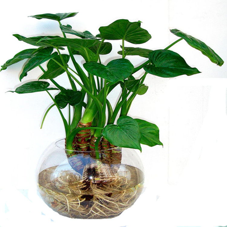 室内桌面美观盆栽花卉水培植物水培滴水t观音又名滴水莲