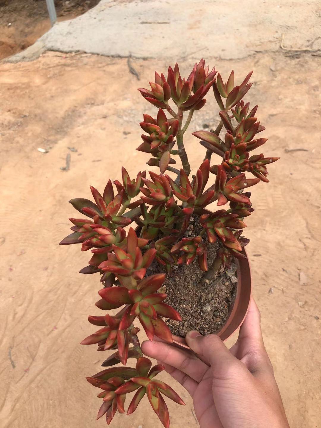 红日多肉群生老桩多肉植物加州落日办公室防辐射多肉盆栽