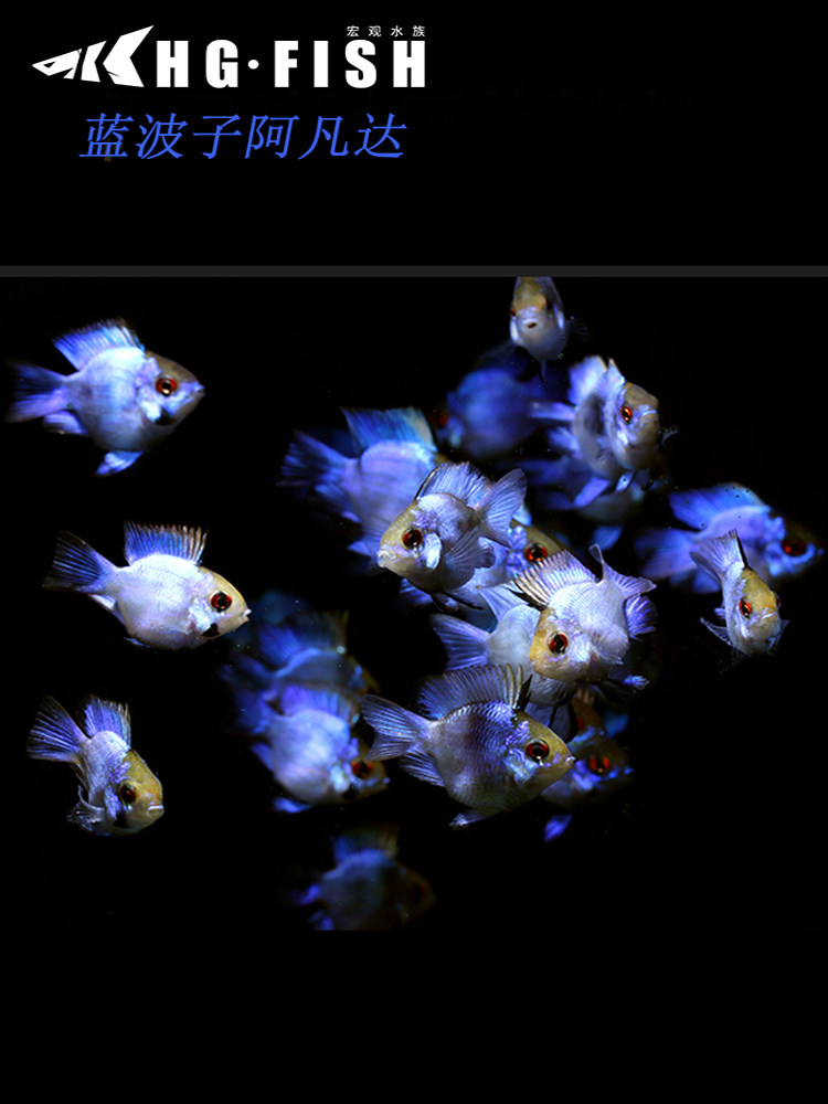 蓝波子阿凡达宝蓝金波子短鲷凤凰球鱼草缸小型热带观赏鱼淡水活体