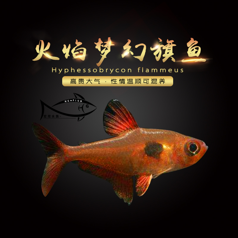 哥伦比亚热带鱼红衣梦幻旗鱼小型灯科鱼火焰旗鱼观赏鱼水草淡水鱼