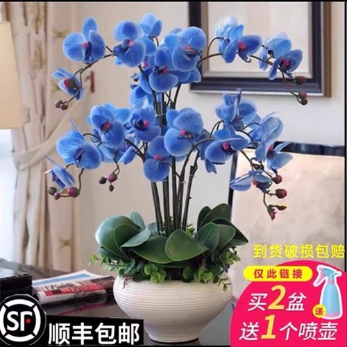 蝴蝶兰花苗带花剑带花苞盆栽兰花大苗客厅吸色阳台花卉四季好养活
