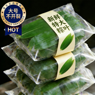 粽叶新鲜粽子叶大号包粽子专用旗舰店端午节特大野生粽叶商用批发