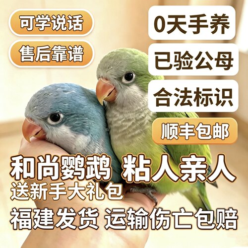 【福建福州发】和尚鹦鹉会学说话亲人粘人带合法饲养带标识卡