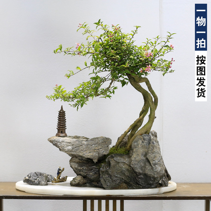 台湾李氏樱桃盆景假山石植物老桩室内客厅办公室绿植高端名贵盆栽