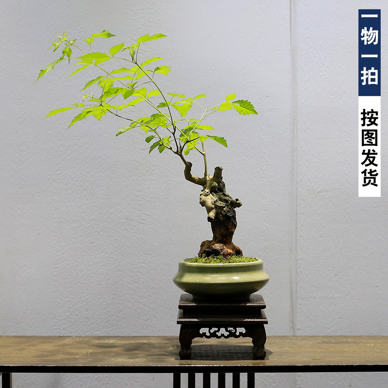 黄荆老桩盆景造型树桩植物室内客厅办公室高端中式盆栽庭院绿植