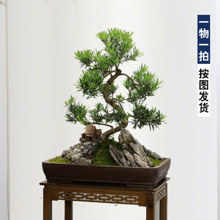 罗汉松盆景造型老桩植物室内客厅办公室绿植盆栽好养迎客松真树