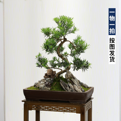 罗汉松盆景造型老桩迎客松真树
