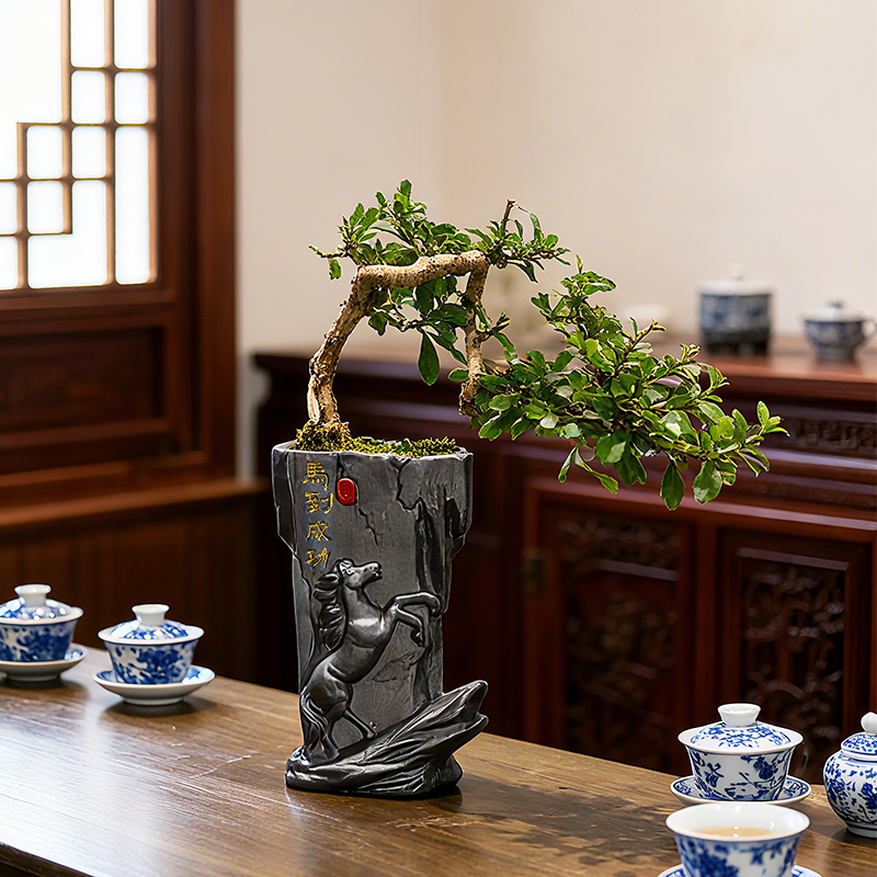 福建茶盆景造型老桩植物室内客厅