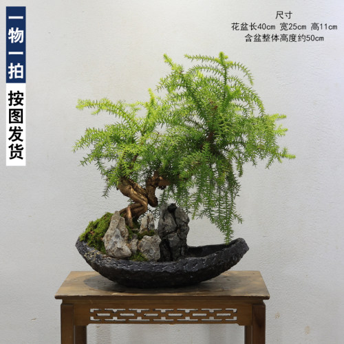 澳洲杉假山盆景一物一拍