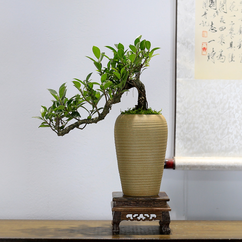 小叶榕树盆景造型老桩