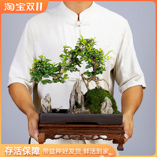 小叶福建茶山水假山盆景造型老桩植物室内客厅办公室茶室绿植盆栽