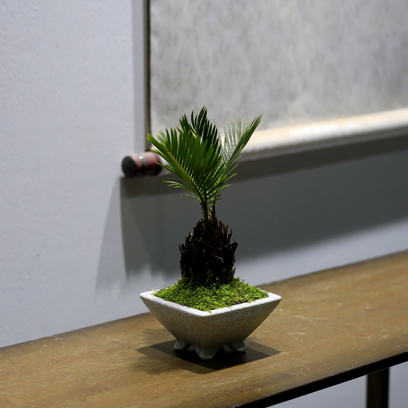 茶几小精品盆栽铁树好养