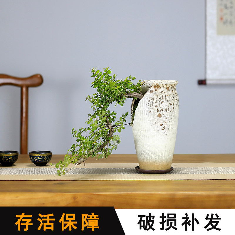 小叶雀梅盆景悬崖式造型老桩植物室内客厅桌面办公室盆栽阳台绿植