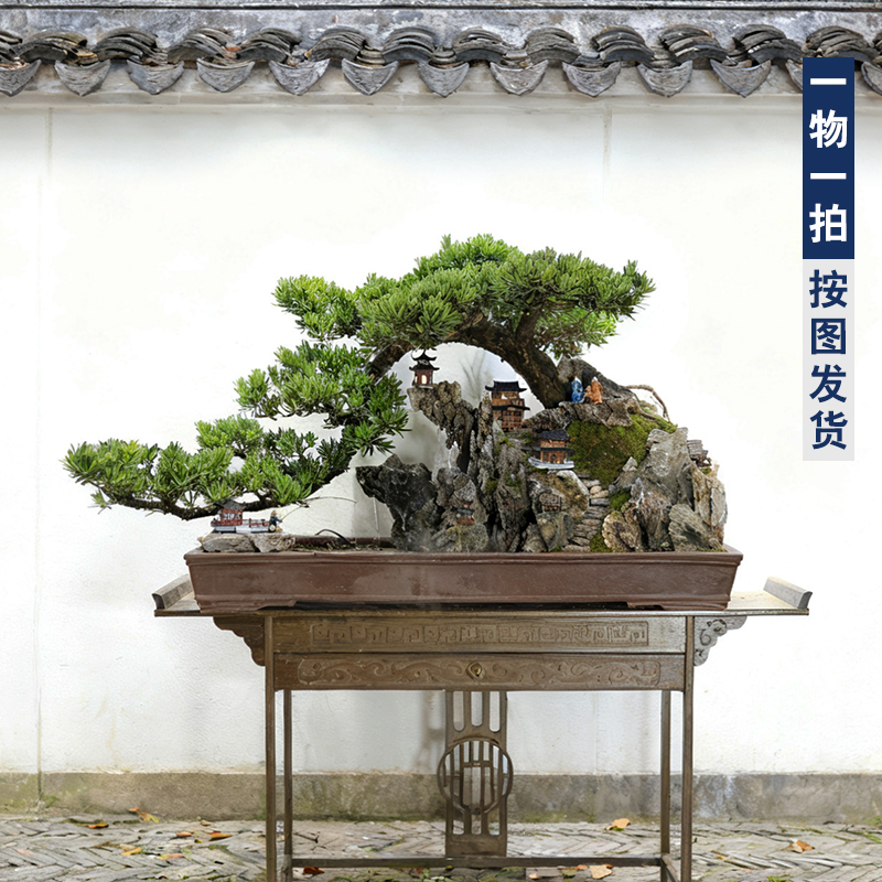 迎客松盆景真树整体发货