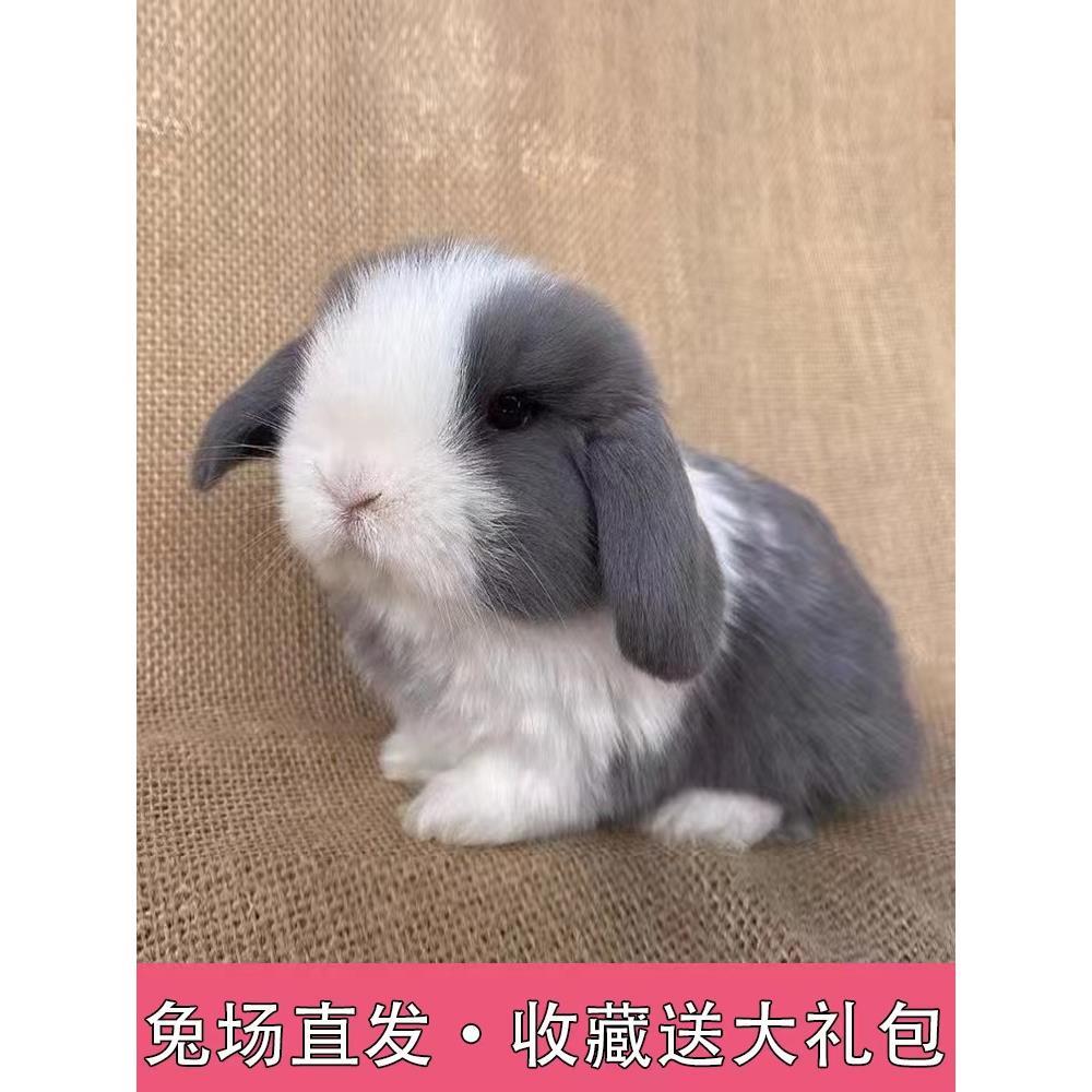 兔子活苗公母一对宠物兔家兔侏儒兔活体肉兔家养幼兔活苗小白兔子