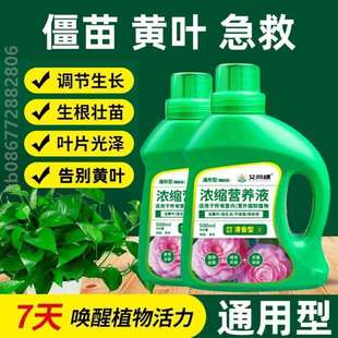 君子兰种花家用庭园营养液店家绿植花卉盆景花肥花绿萝用散尾葵