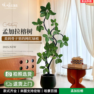 仿真孟加拉榕大型绿植物室内客厅盆栽黄金榕高山榕树落地摆件装饰