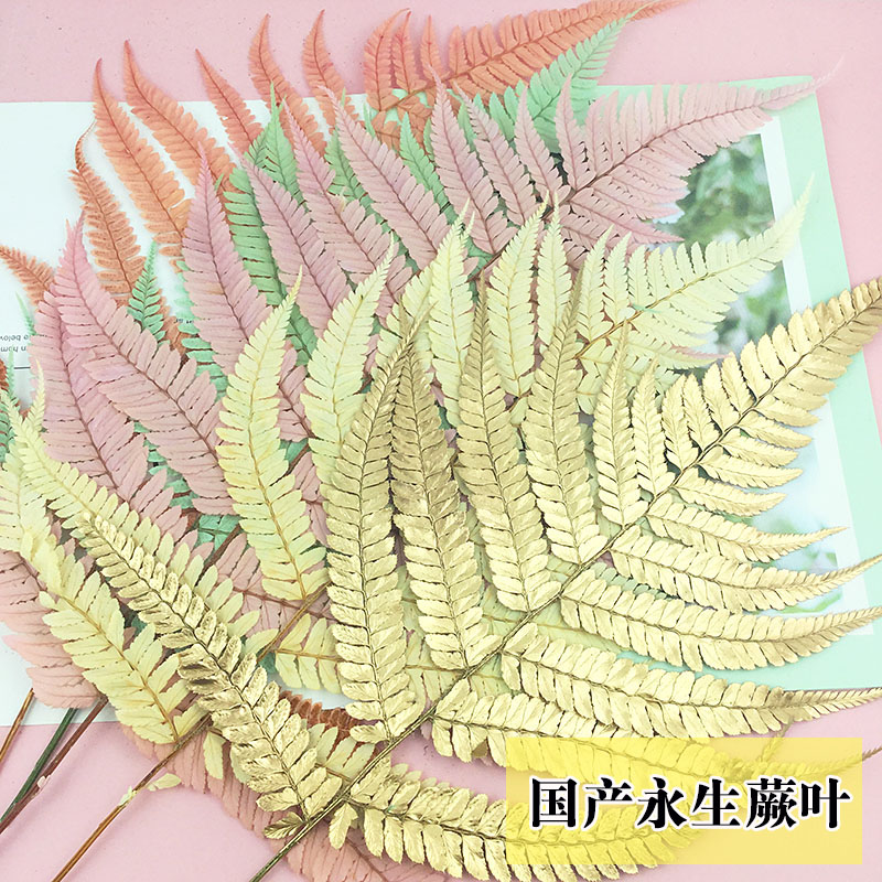 天然蕨叶龙须草Diy永生花材料