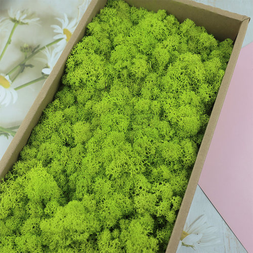 少杂质蓬松永生驯鹿苔藓地衣青苔手工微景观DIY仿真背景植物墙