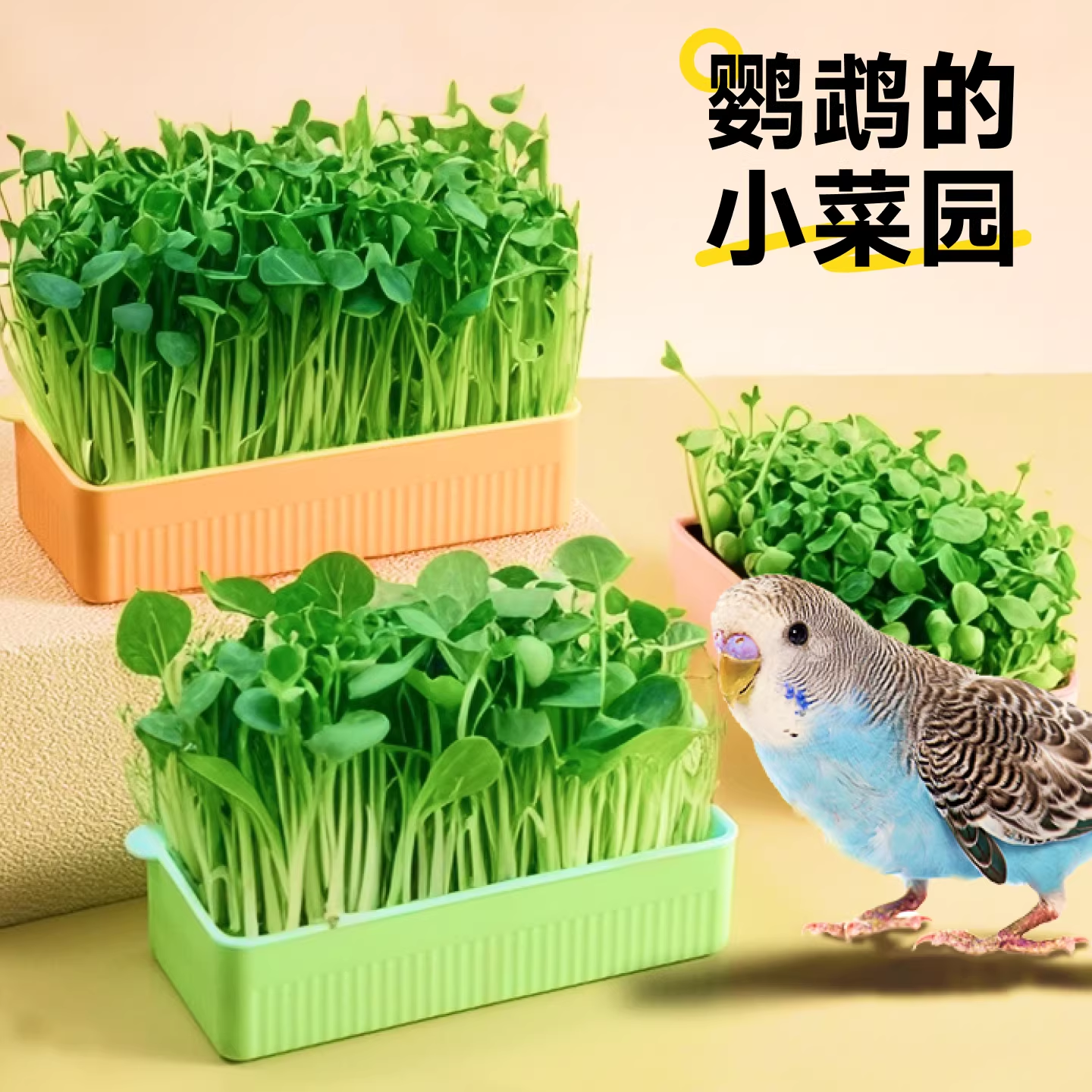 鹦鹉豌豆苗天然食用草小鸟玩具虎皮鹦鹉麦芽玄凤啃咬蔬菜逗鸟神器
