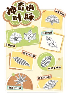 幼儿园小中大秋天里区域植物角环创神奇的叶脉电子素材可打印