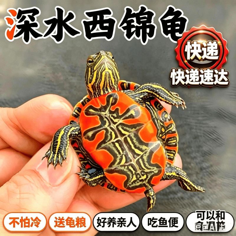 深水西锦龟宠物观赏龟耐寒好养活新手友好型活体龟类