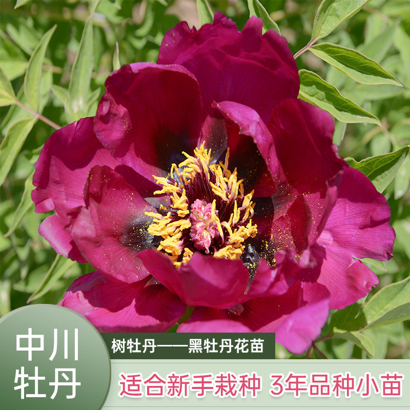牡丹花苗庭院树苗鲜花重瓣花卉牡丹花树苗正宗甘肃抗寒黑牡丹花种
