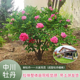正宗中川树牡丹大树牡丹甘肃公园庭院南北方种植花卉耐寒牡丹花苗