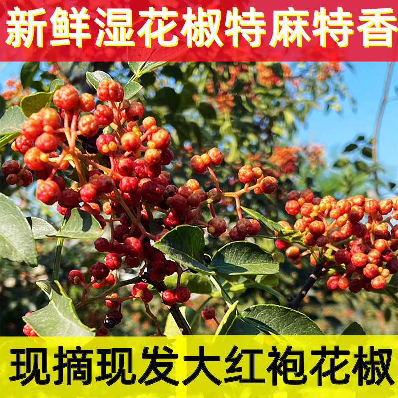 大红袍红花椒新鲜现摘当季湿花椒