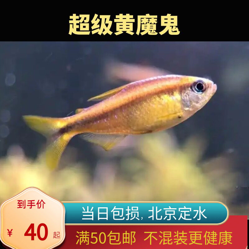 超级黄魔鬼灯鱼北京小型草缸观赏鱼淡水马耐养热带鱼群游南美高端