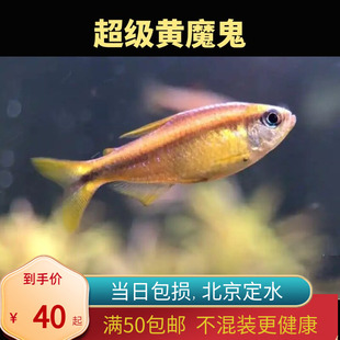 超级黄魔鬼灯鱼北京小型草缸观赏鱼淡水马耐养热带鱼群游南美高端