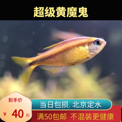 超级黄魔鬼灯鱼北京小型草缸观赏鱼淡水马耐养热带鱼群游南美高端