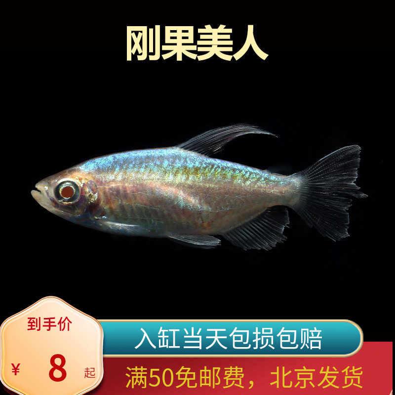 刚果美人石美人蓝北京小型草缸观赏鱼淡水新手热带鱼群游南美