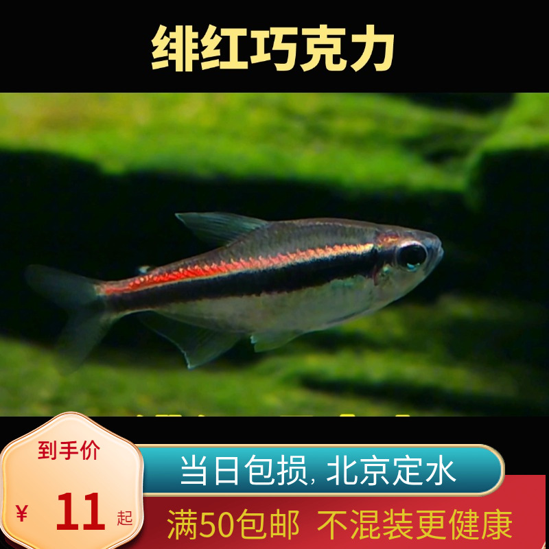 绯红巧克力灯鱼霓虹高端稀有品种热带观赏鱼小型灯科水草缸北京