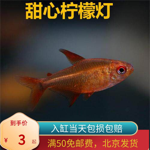 甜心柠檬灯鱼巴西南美灯鱼超级甜心北京热带观赏水草缸群游活体