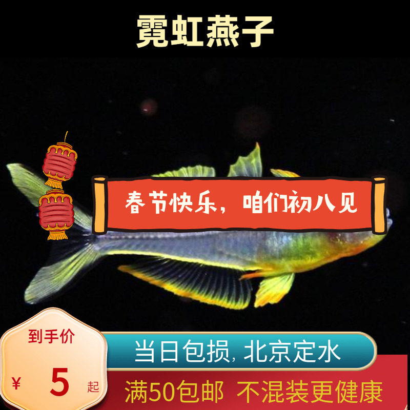 霓虹燕子银汉北京小型草缸观赏鱼新郎官鱼耐养热带鱼群游南美