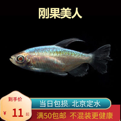 刚果美人石美人蓝北京小型草缸观赏鱼淡水新手热带鱼群游南美