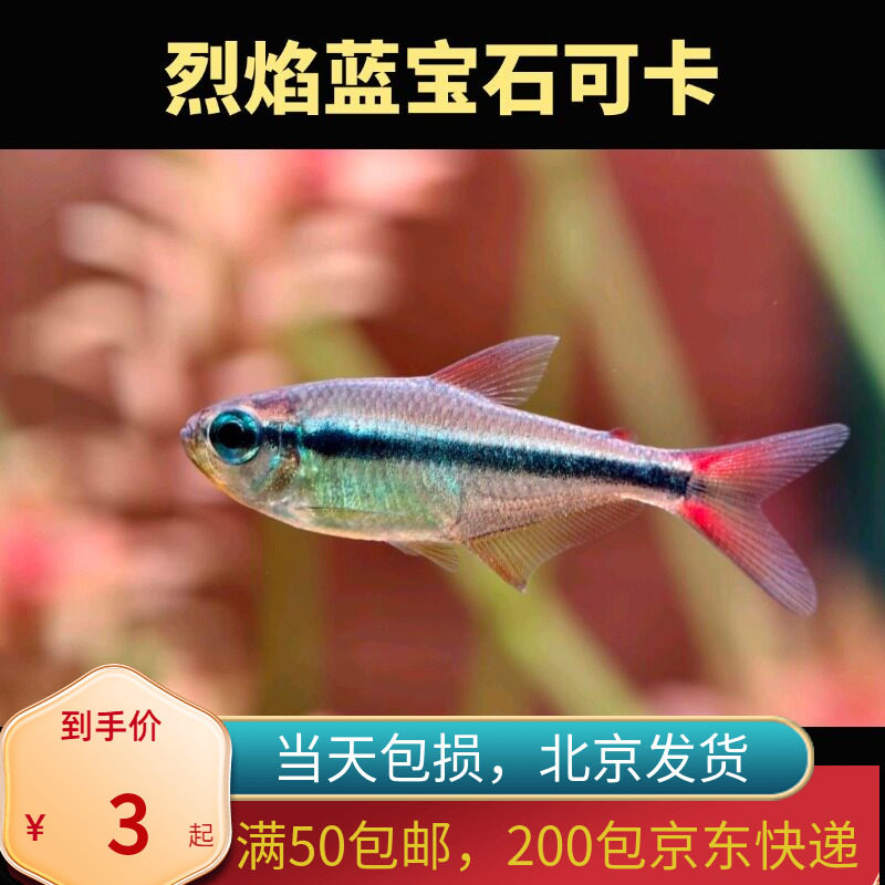 烈焰蓝宝石可卡北京小型草缸观赏鱼淡水高端热带鱼群游南美