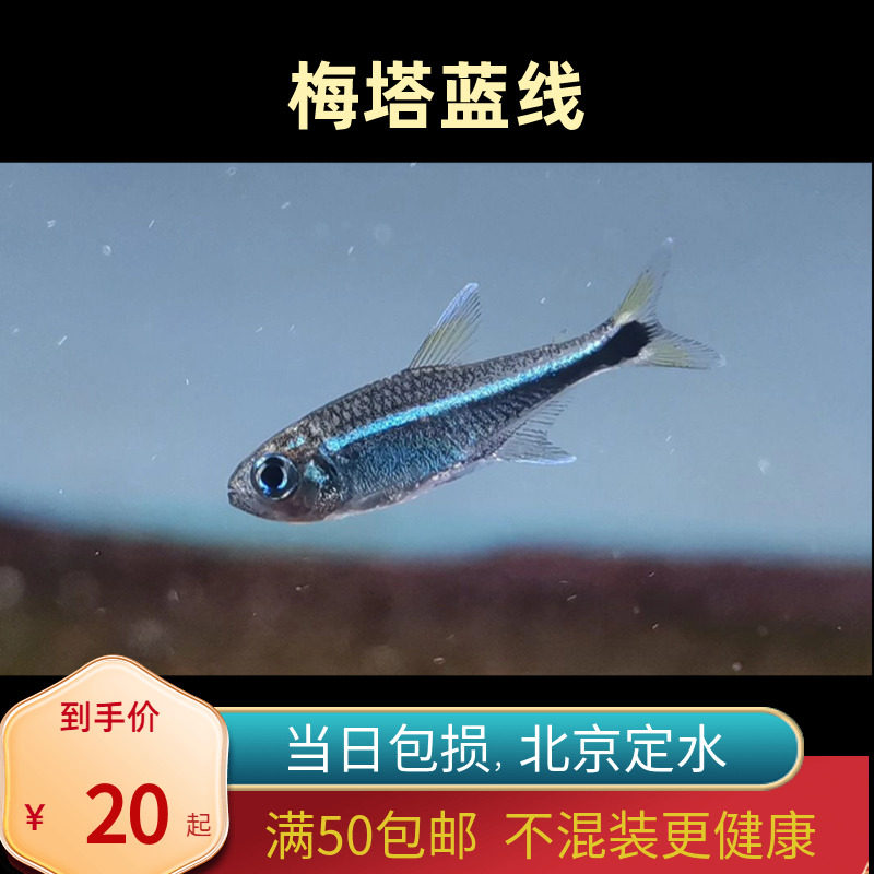 梅塔蓝线灯北京高端小型草缸观赏鱼淡水耐养热带鱼群游南美