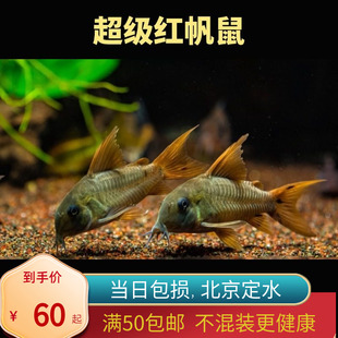 超级红帆鼠鱼南美进口稀有红帆鼠鱼活体热带底栖鱼底层鱼北京
