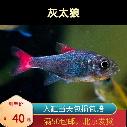 灰太狼灯鱼黑丝绒红鳍进口稀有小型灯鱼群游可混养北京高端
