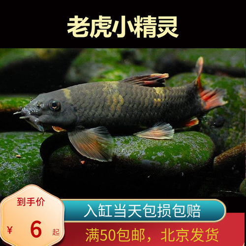 老虎小精灵熊猫墨头入门草缸淡水鱼清缸除藻鱼工具鱼北京包邮