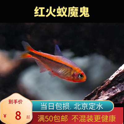 红火蚁魔鬼灯鱼黄火蚁小型南美稀有高端鱼草缸群游灯科鱼北京