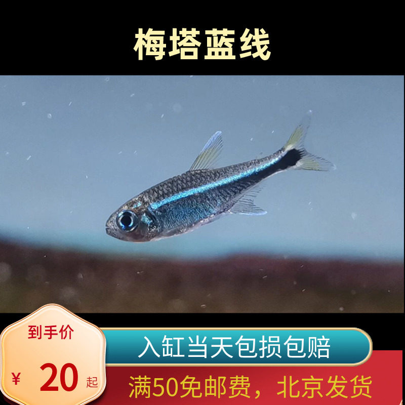梅塔蓝线灯北京高端小型草缸观赏鱼淡水耐养热带鱼群游南美