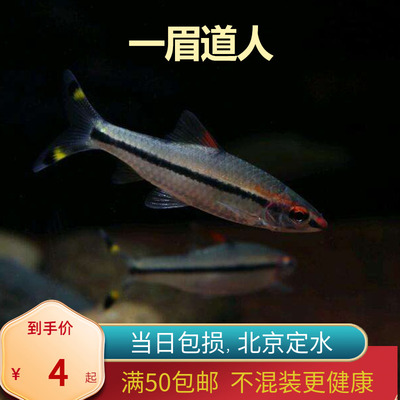 一眉道人红眉北京小型草缸观赏鱼淡水新手耐养热带鱼群游南美